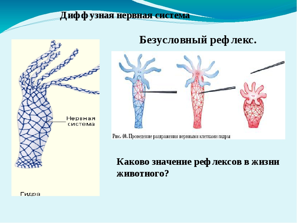 Кракен лого маркетплейс